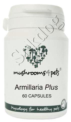 Armillaria Plus gyógygomba kapszula 60db/doboz