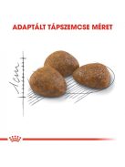 ROYAL CANIN OUTDOOR 7+ - szabadba gyakran kijáró, aktív idősödő macska száraztáp  (0,4 kg)