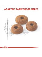 ROYAL CANIN FIT - aktív felnőtt macska száraz táp (10 kg)