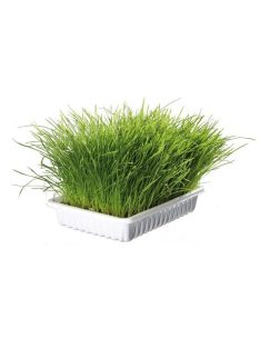 Trixie macskafű dobozban100g (4235)